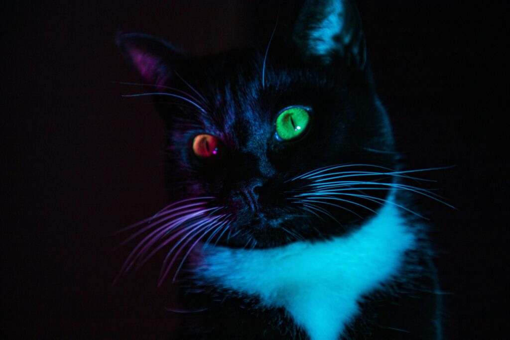 Stunning Cat Wallpaper: Heterochromia & Colorful Lighting Background