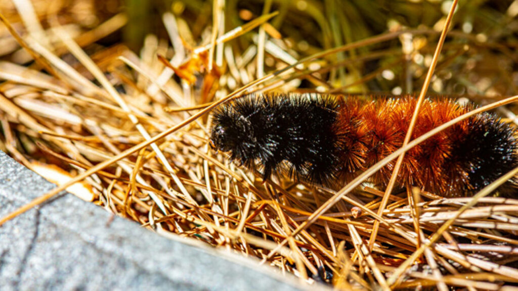 Close-Up of Vibrant Caterpillar Among Haystack - Nature's Intricate Beauty Wallpaper
