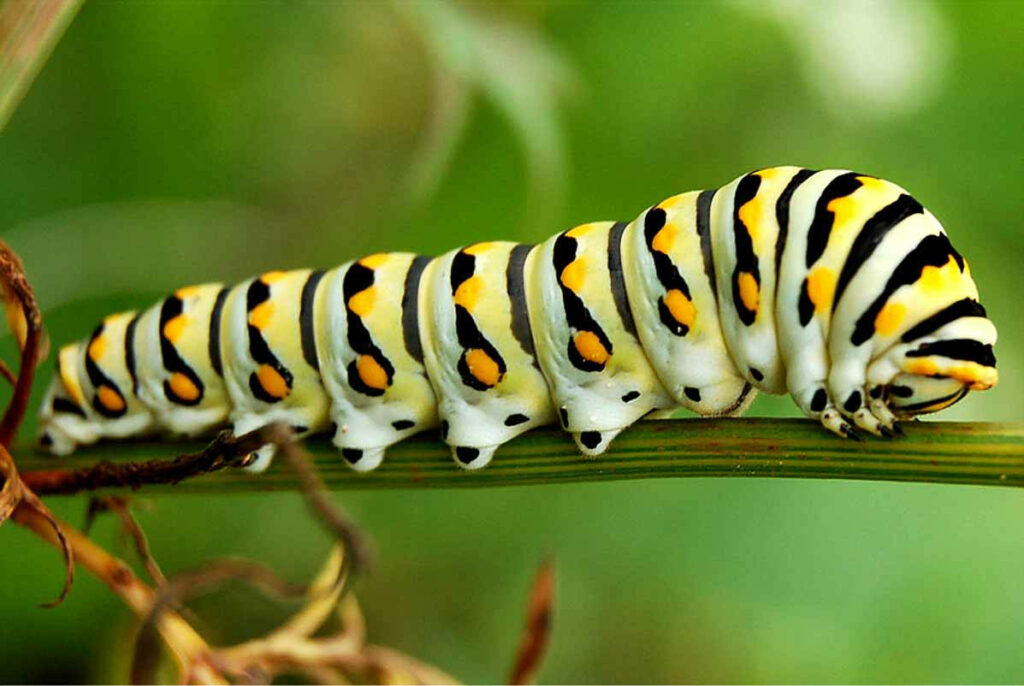 Vibrant Black & Yellow Caterpillar on Green Plant - Nature Background Wallpaper