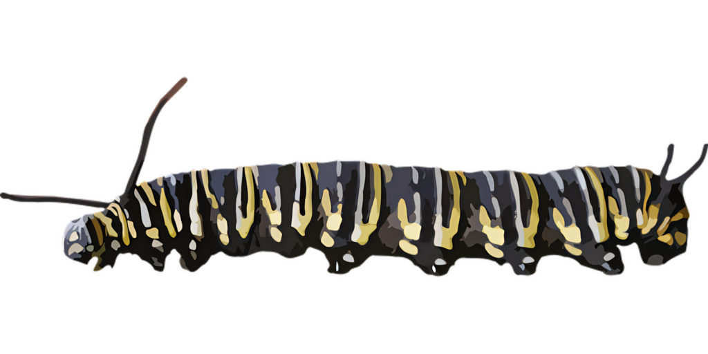 Vibrant Caterpillar Wallpaper on Black Background: Intricate Patterns