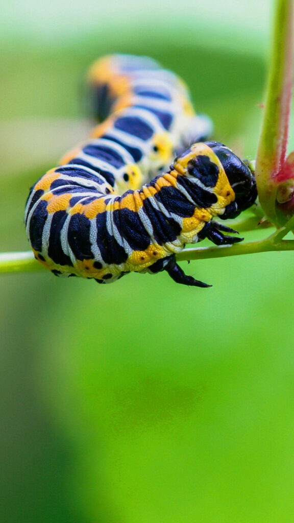 Vibrant Caterpillar Close-Up Wallpaper with Bold Patterns and Colors
