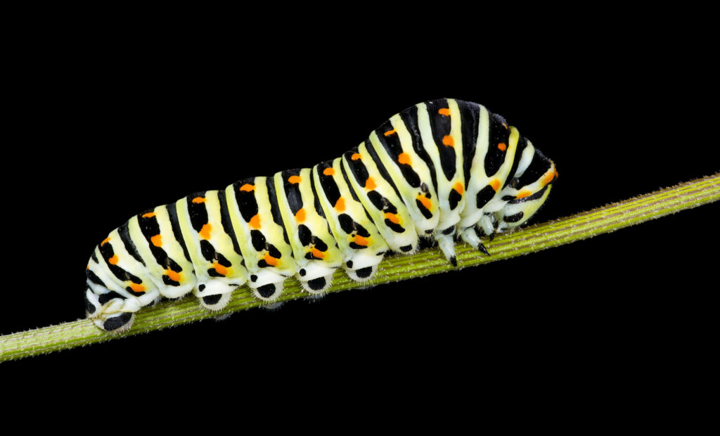 Vibrant Caterpillar on Green Stem Against Black Background Image Wallpaper
