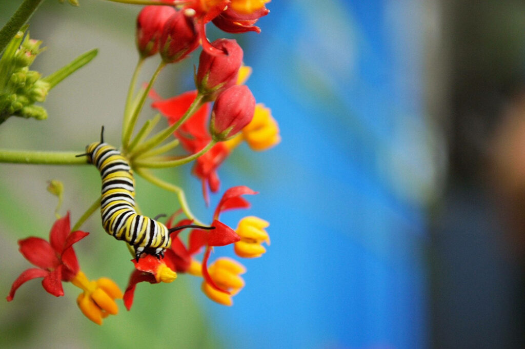 Vibrant Caterpillar on Colorful Flowers - Lively Nature Wallpaper