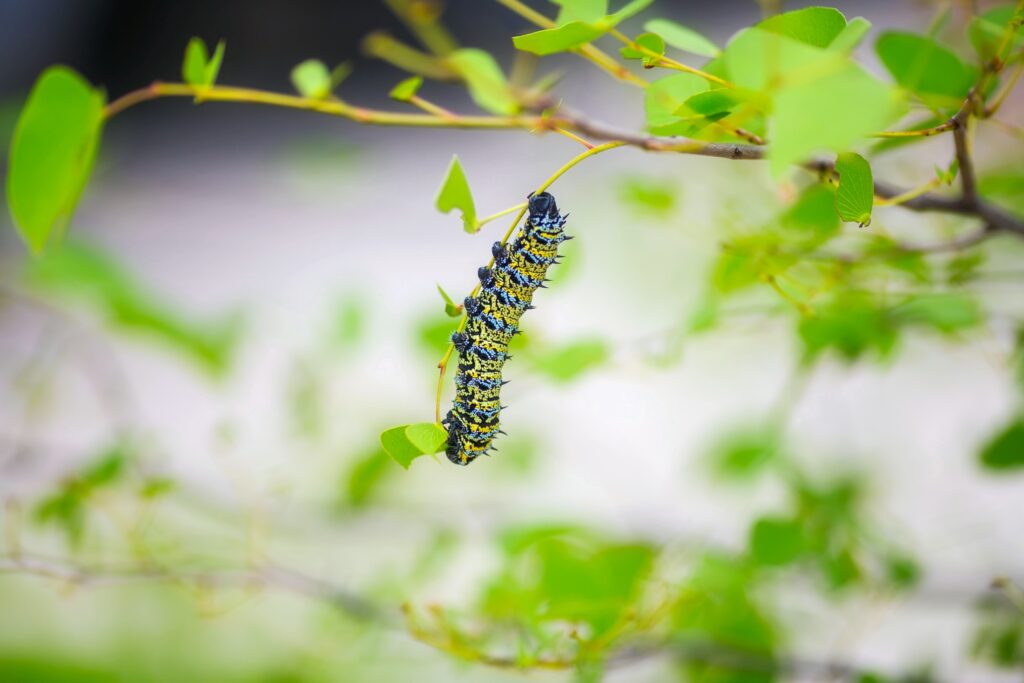Vibrant Caterpillar on Branch: Nature's Intricate Details Wallpaper