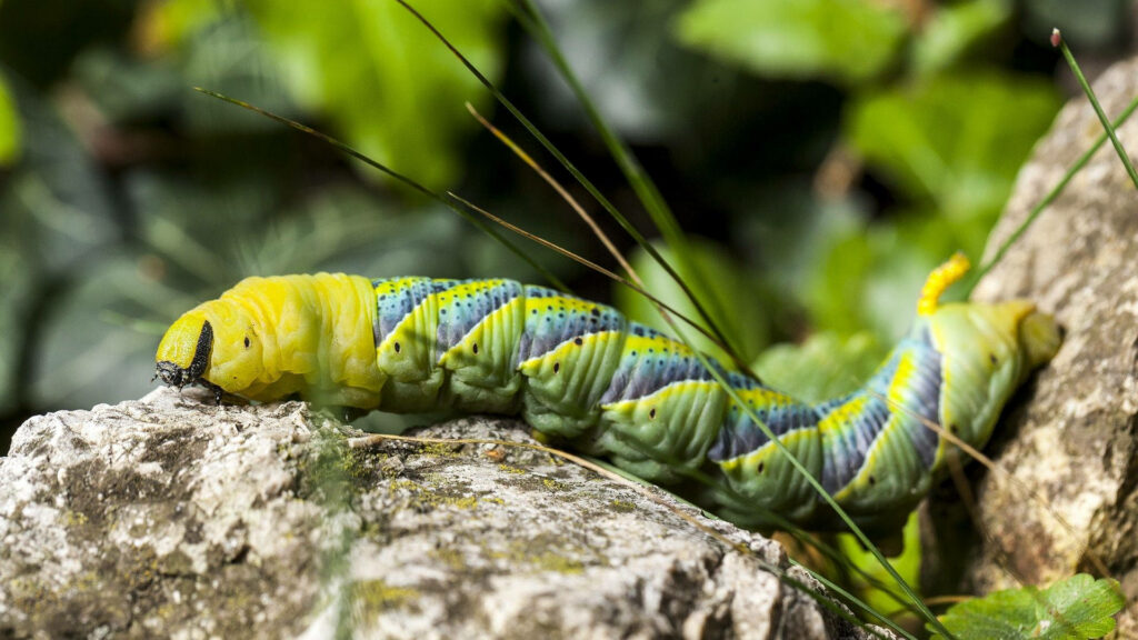 Vibrant Caterpillar on Rocky Terrain: Nature’s Serene Contrast Wallpaper