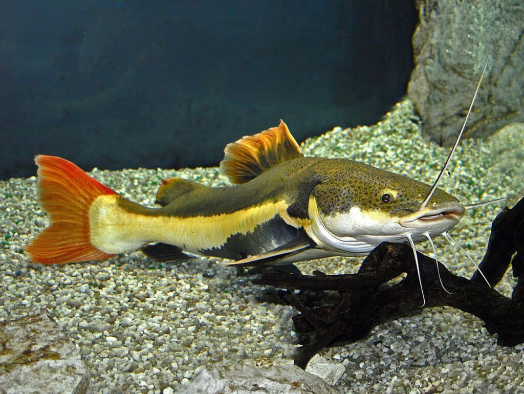 Vibrant Catfish Wallpaper: Striking Patterns & Serene Aquatic Scene