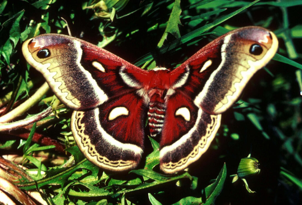 Cecropia moth with maroon cream wings resting on lush green leaves vibrant nature wallpaper