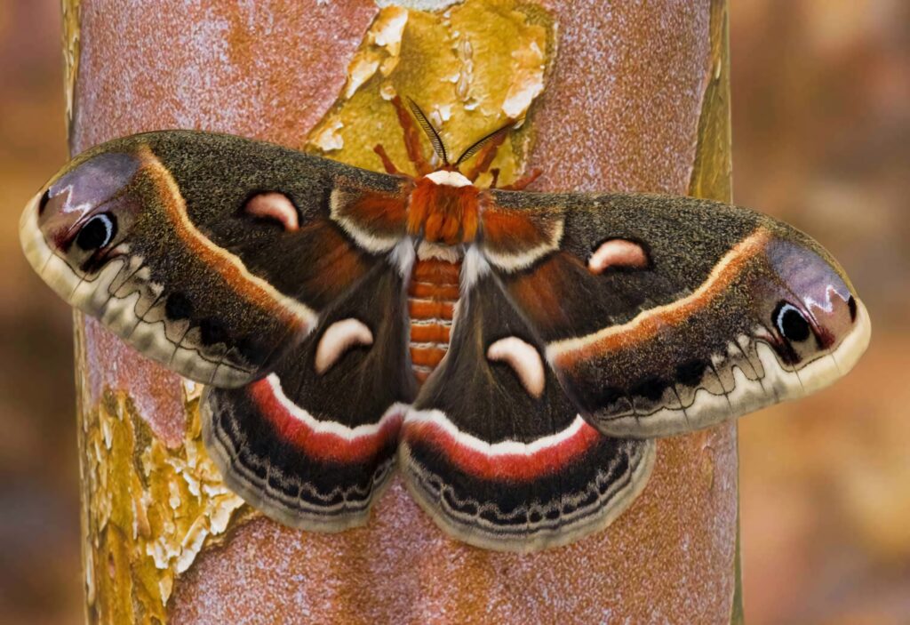 Vibrant Cecropia Moth with patterned wings resting on textured tree bark natural wallpaper background