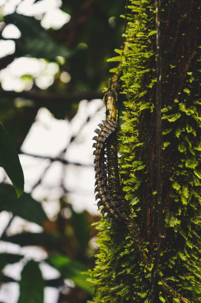 Centipede Crawling on Moss-Covered Tree Trunk in Lush Forest Wallpaper