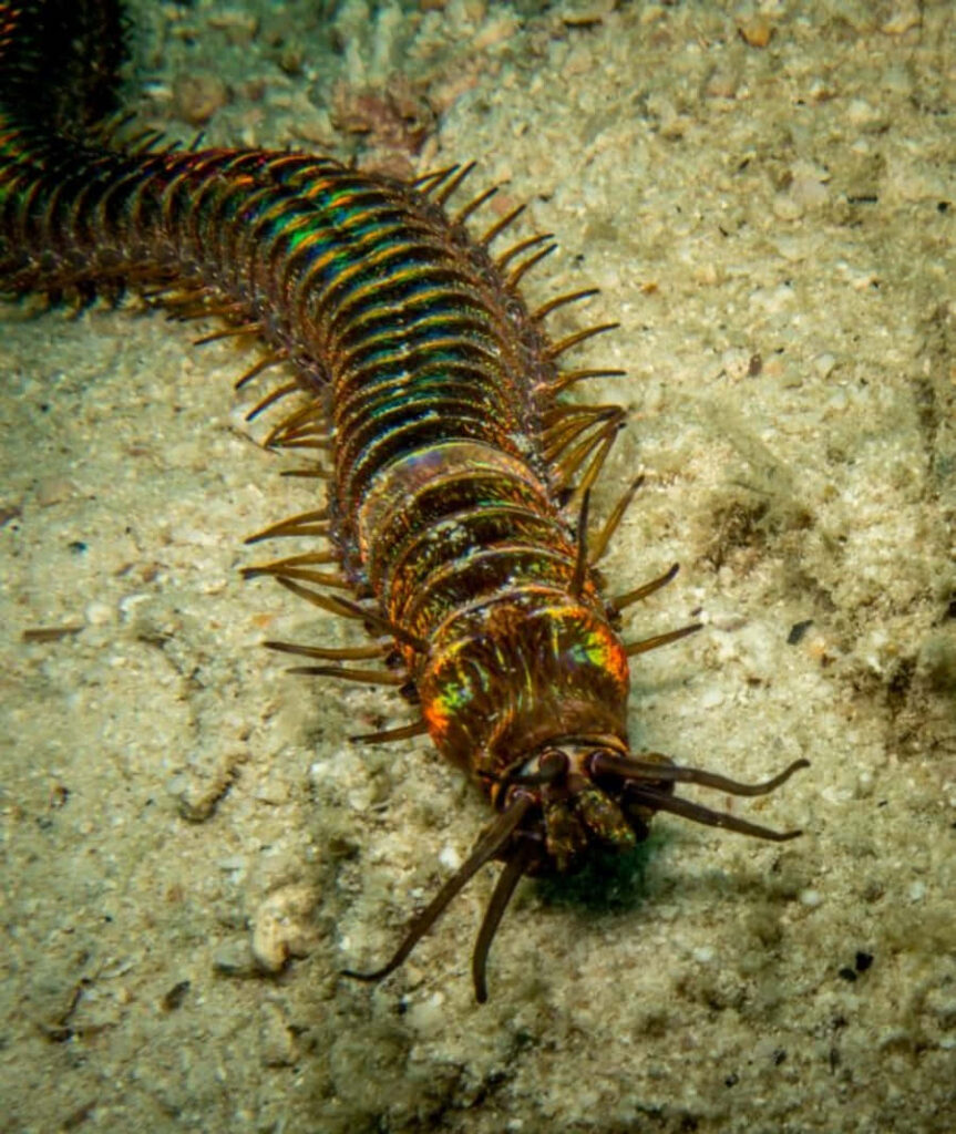 Vibrant Centipede Wallpaper: Colorful Details on Sandy Background