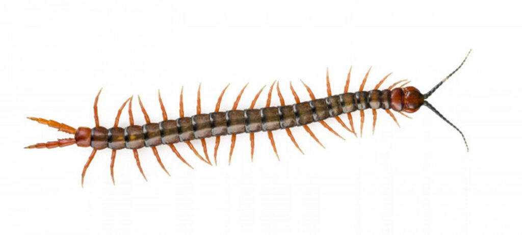 Intricate Centipede Wallpaper: Vibrant Colors on White Background