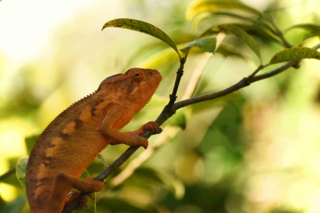 Close-Up of Vibrant Chameleon on Branch with Lush Green Background Wallpaper