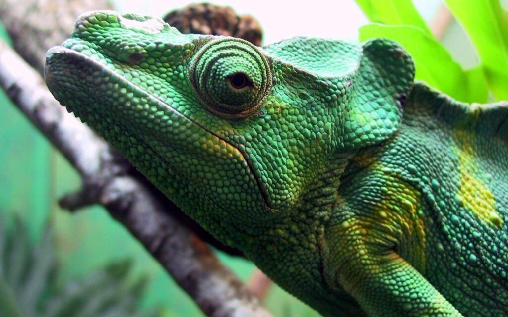 Vibrant Chameleon Head Wallpaper: Captivating Close-Up with Textured Skin