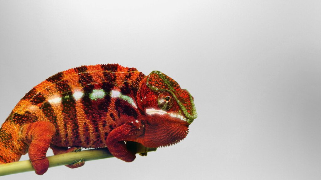 Vibrant Chameleon Wallpaper - Red & Green on Gray Background 1920x1080