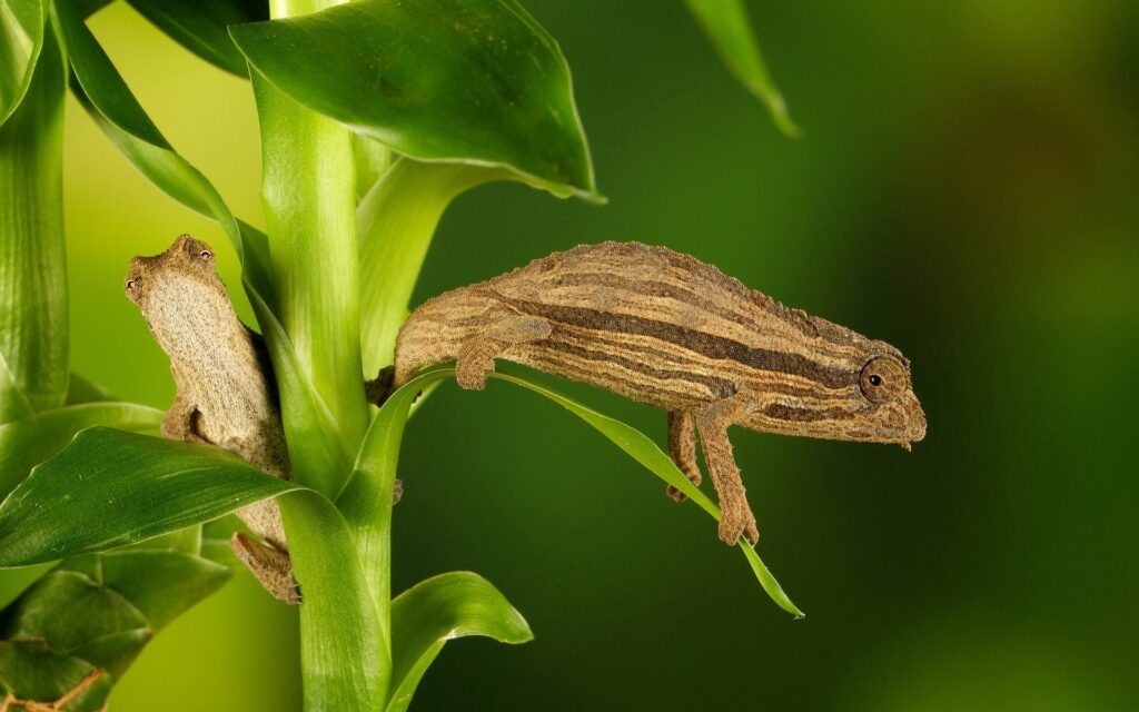 Vibrant Chameleon Among Lush Green Leaves – Nature Wallpaper