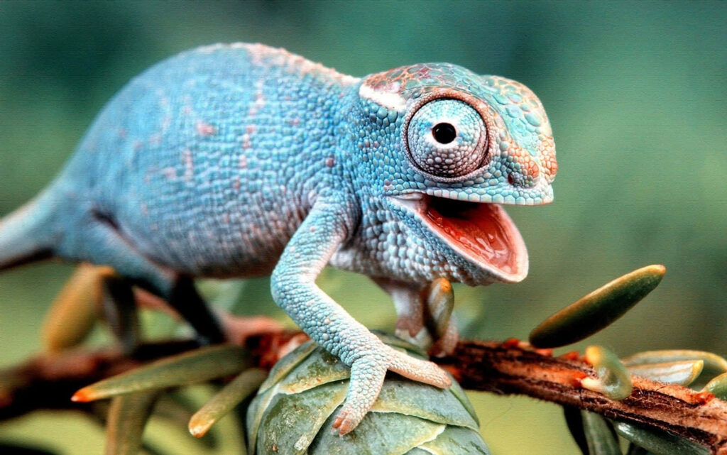 Vibrant Chameleon Wallpaper: Blue & Green Nature Background