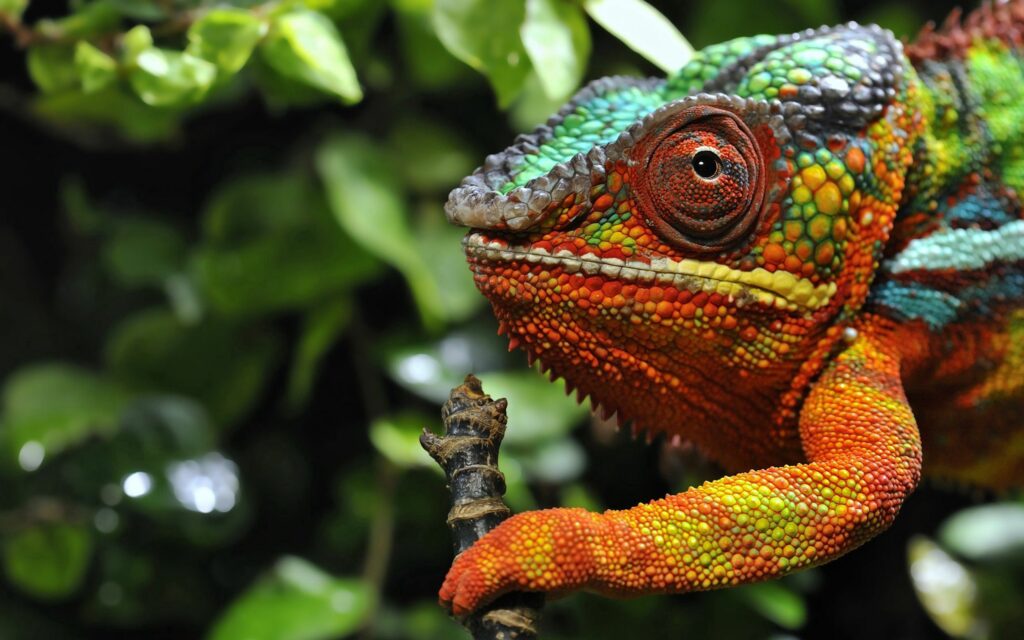 Colorful Chameleon Wallpaper: Close-Up Among Lush Green Foliage