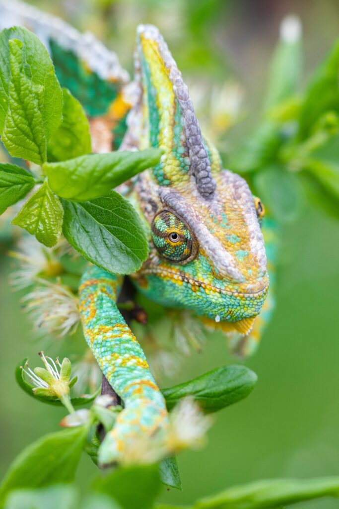Colorful Chameleon Wallpaper: Vibrant 4480x6720 Green Background