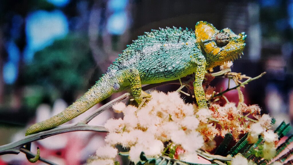 Vibrant Chameleon Wallpaper: Colorful Reptile Amidst Nature
