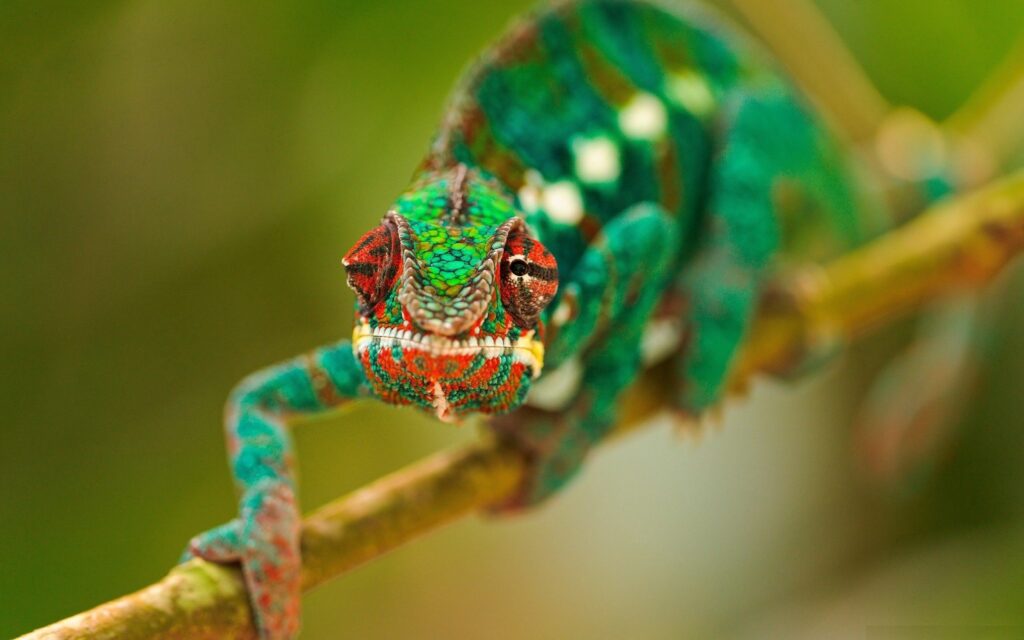 Vibrant Chameleon Wallpaper: Colorful Creature on a Branch