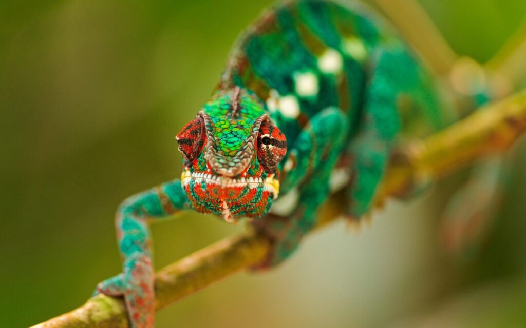 Vibrant Chameleon Wallpaper: Colorful Texture & Camouflage Beauty