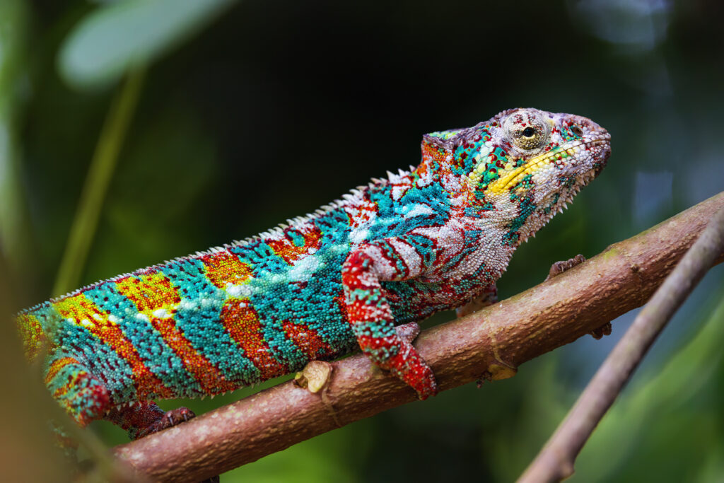 Vibrant Chameleon Wallpaper: Colorful Profile on Branch Background