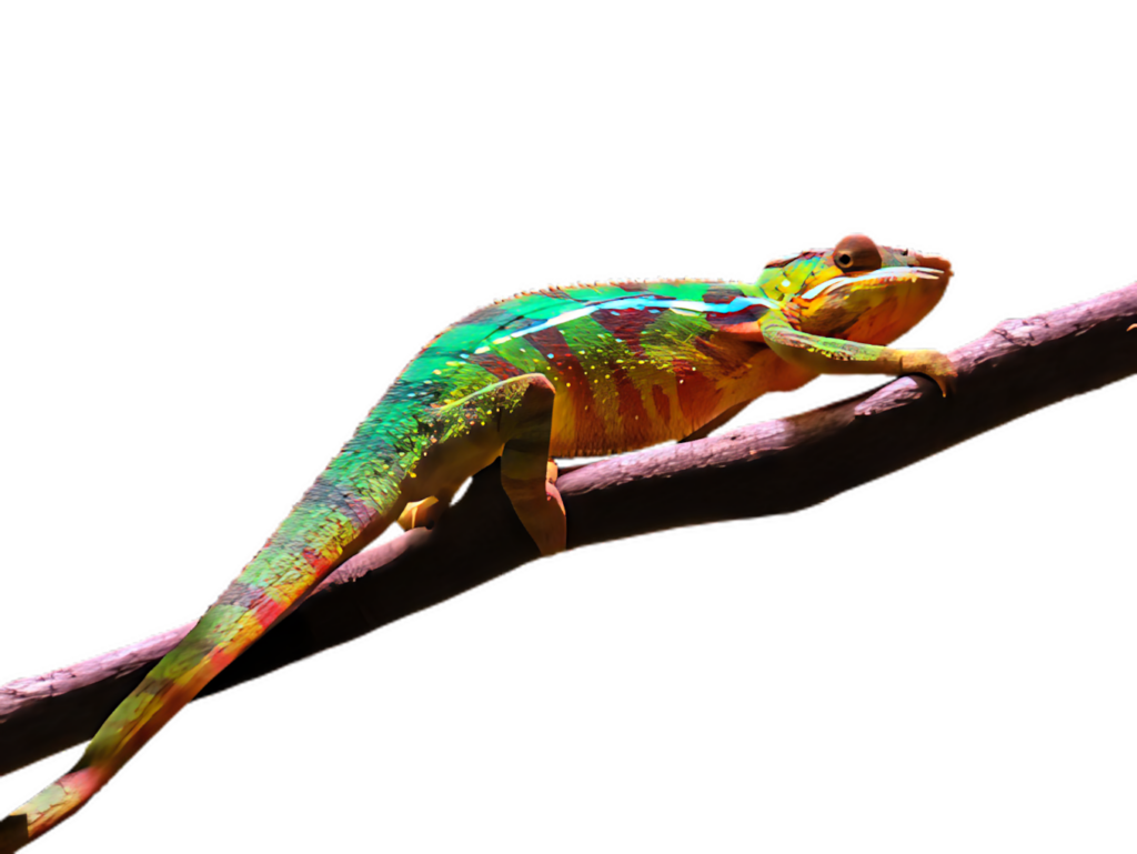 Vibrant Chameleon Wallpaper: Colorful Design on Dark Background