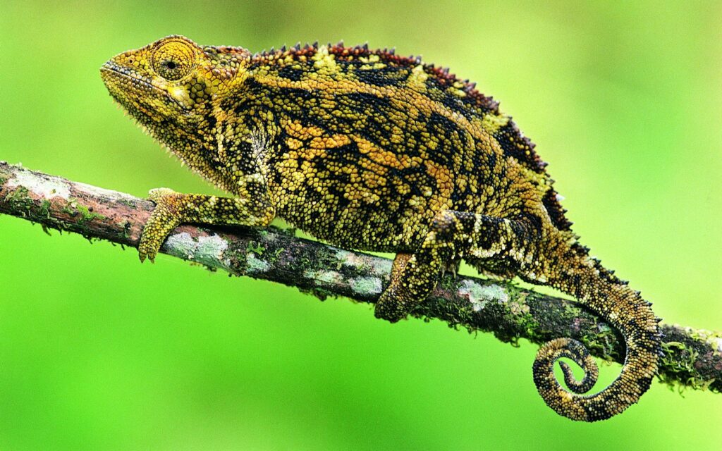 Vibrant Chameleon Wallpaper: Detailed Patterns on a Green Background