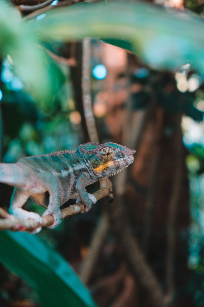 Vibrant Chameleon Wallpaper: Exotic Nature & Reptile Background