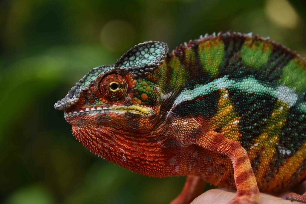 Vibrant Chameleon Wallpaper: Colorful Lizard Against Blurred Nature