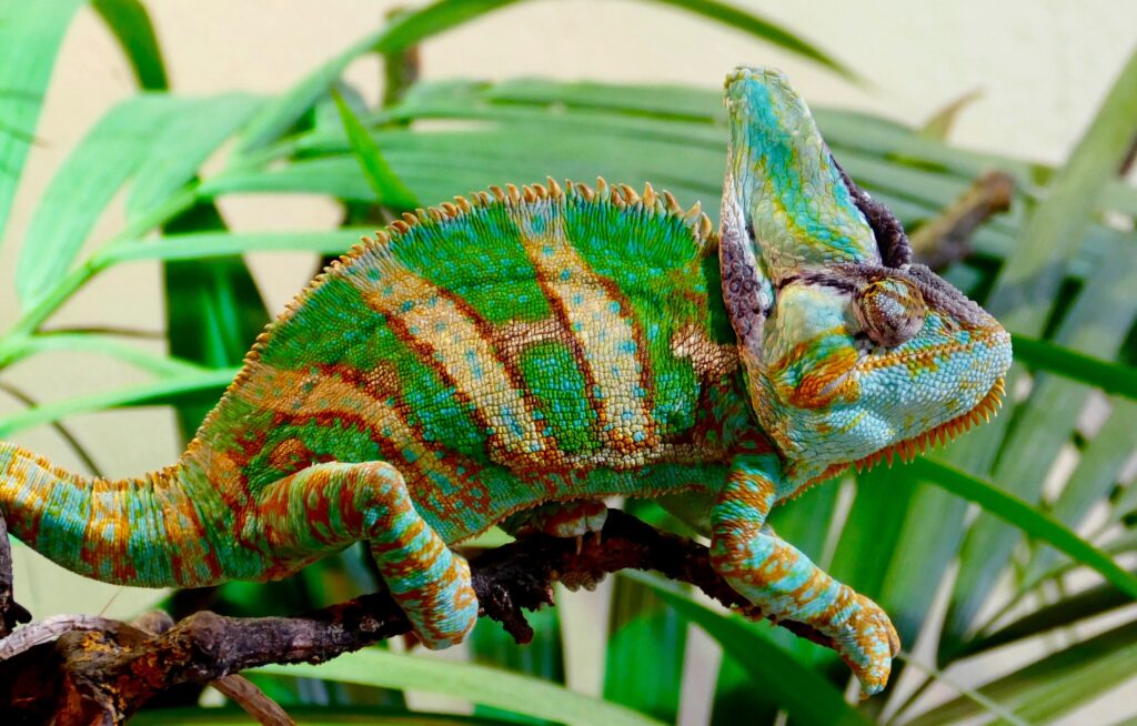 Vibrant Chameleon Wallpaper: Colorful Patterns in Lush Greenery