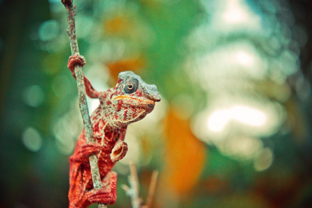 Vivid Chameleon Wallpaper: Colorful Reptile on Blurred Background