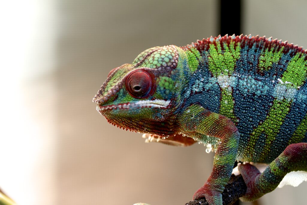 Colorful Chameleon Wallpaper: Vivid Patterns & Textured Beauty