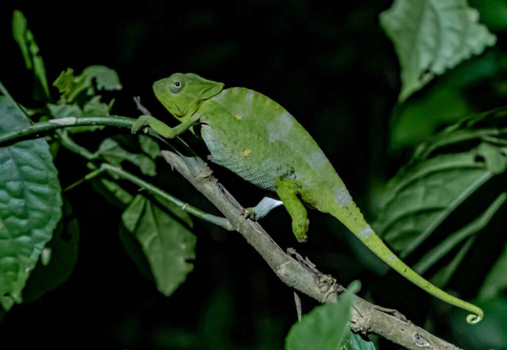 Vibrant Chameleon Wallpaper: Green Reptile in Lush Foliage Background