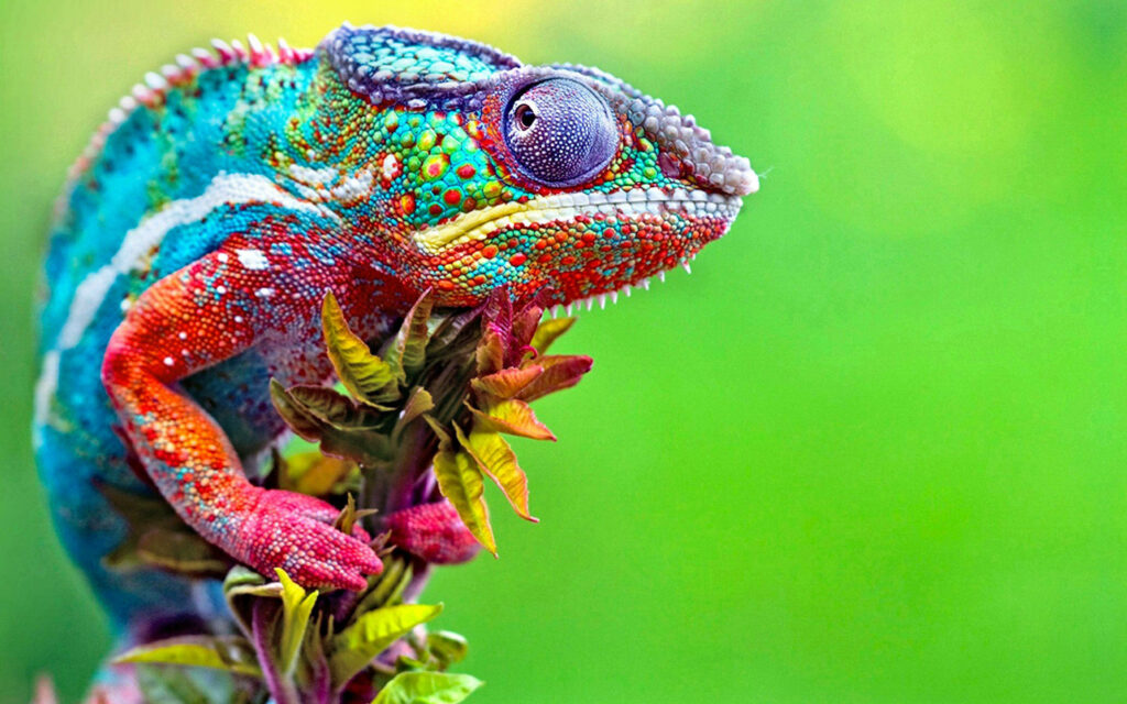 Vibrant Chameleon Wallpaper: Nature's Colorful Adaptability
