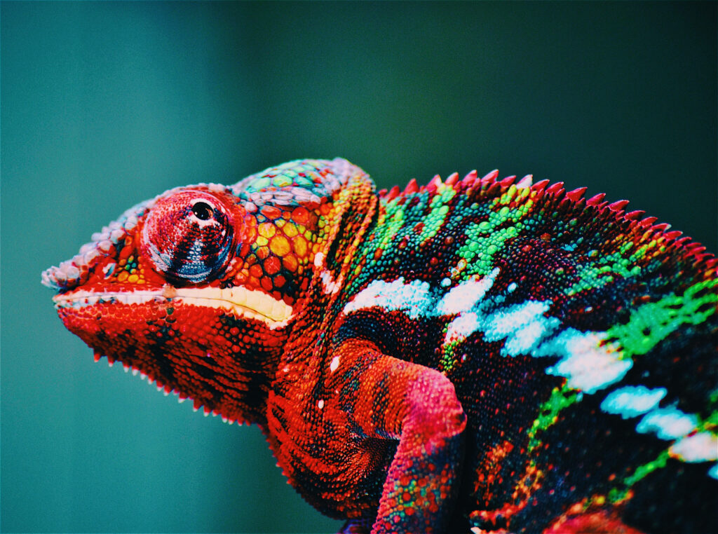 Vibrant Wild Chameleon Wallpaper: Colorful Scales & Nature’s Artistry