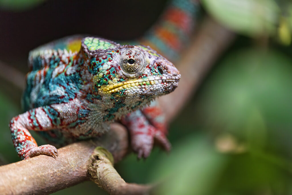 Vibrant Chameleon Wallpaper: Striking Colors on Lush Green Background