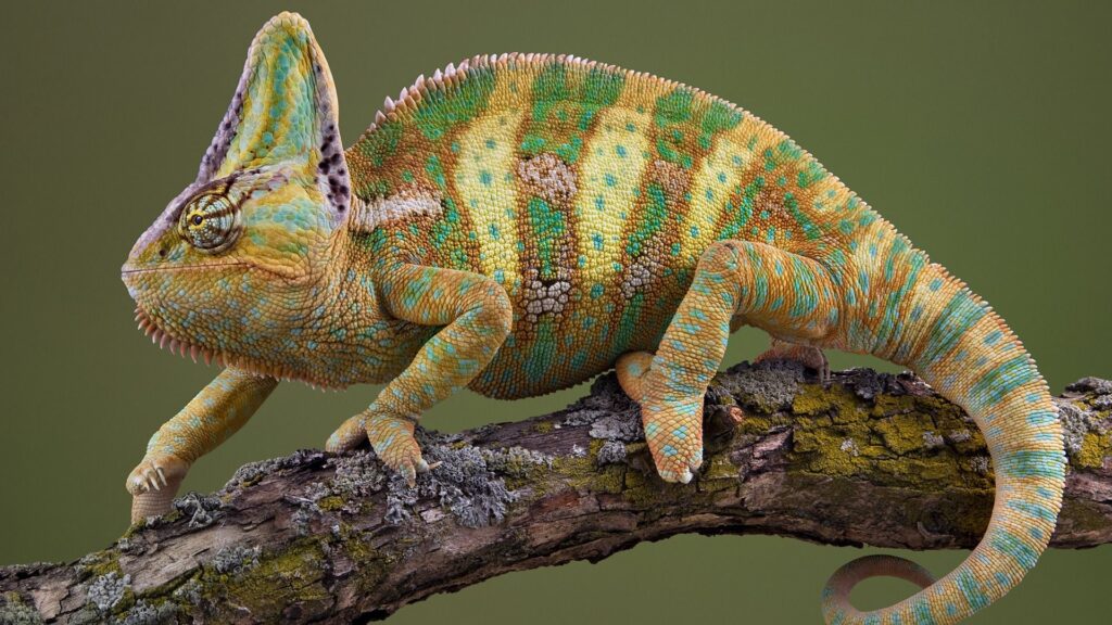Vibrant Chameleon Wallpaper: Striking Striped Patterns in Nature