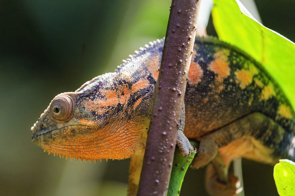 Vibrant Chameleon Wallpaper: Close-Up on Colorful Texture & Eye