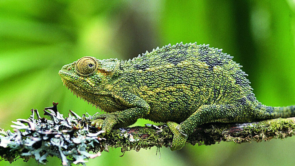 Vibrant Chameleon Crawling on Mossy Branch in Lush Green Background Wallpaper