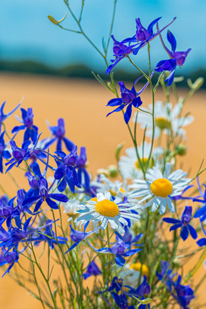 Vibrant Chamomile & Consolida Wallpaper - Floral Bliss Background