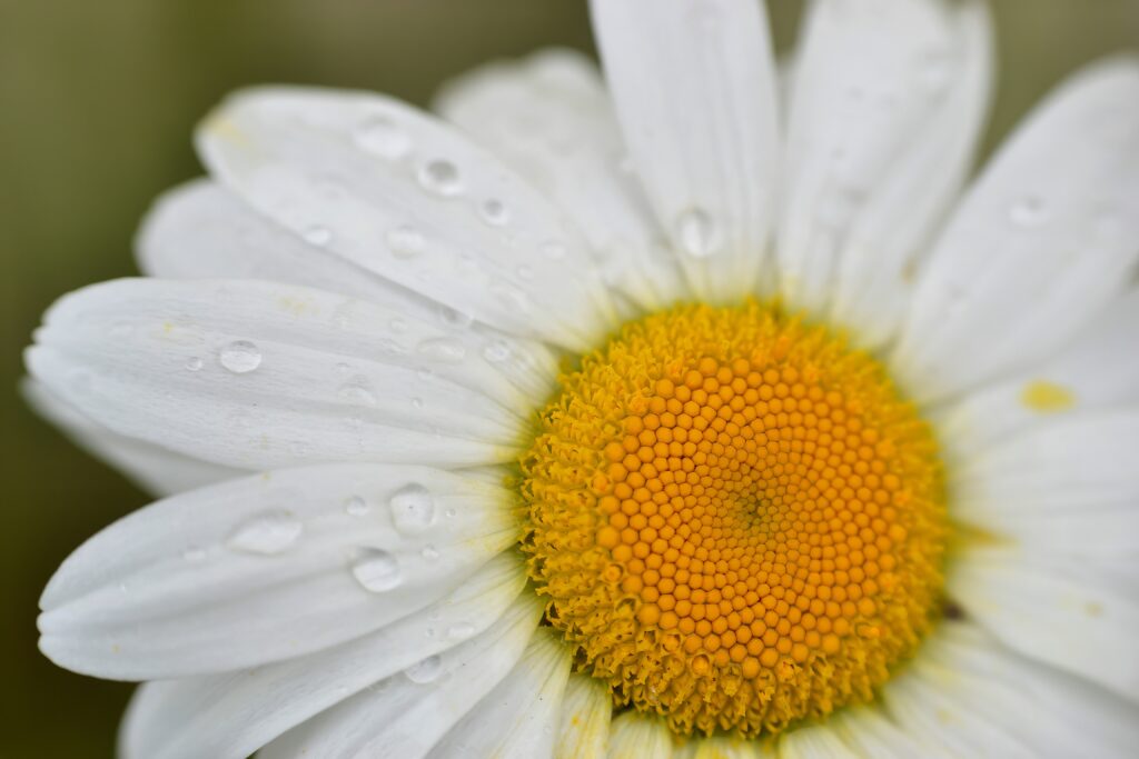 Stunning Macro of Dewy Chamomile Flower: Nature's Refreshing Beauty Wallpaper