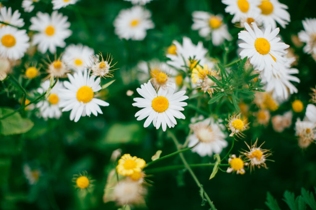 Vibrant Chamomile Flowers Wallpaper: Serene Green Background