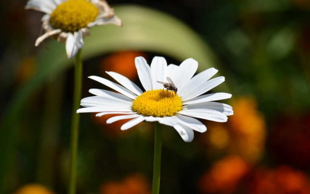 Chamomile Flower Wallpaper with Fly on Yellow Center - Garden Blur