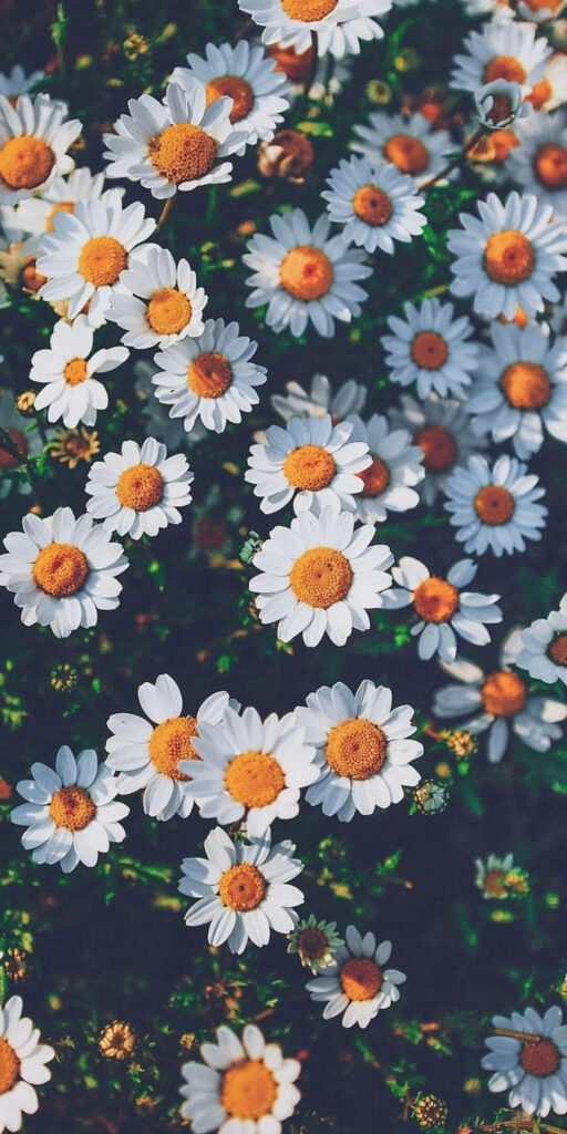 Serene Chamomile Flower Field Wallpaper with Green Backdrop