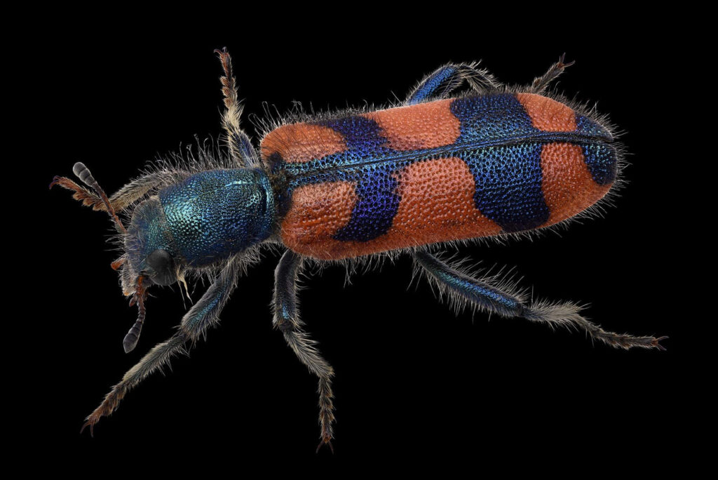 Closeup of a vibrant orange and blue checkered beetle with iridescent textured exoskeleton on black background Wallpaper