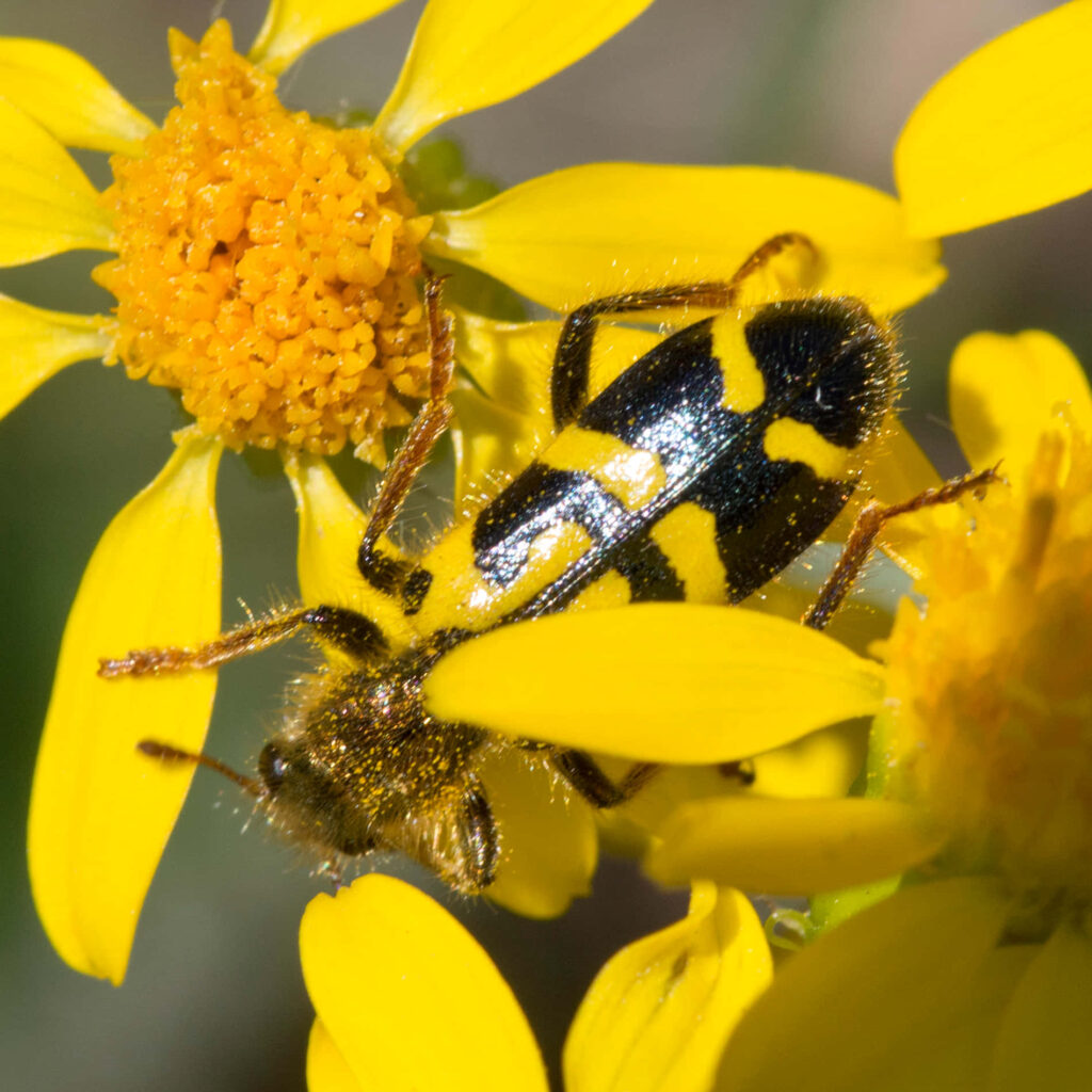 Close-up of black and yellow checkered beetle on bright yellow flower showing detailed textures Wallpaper