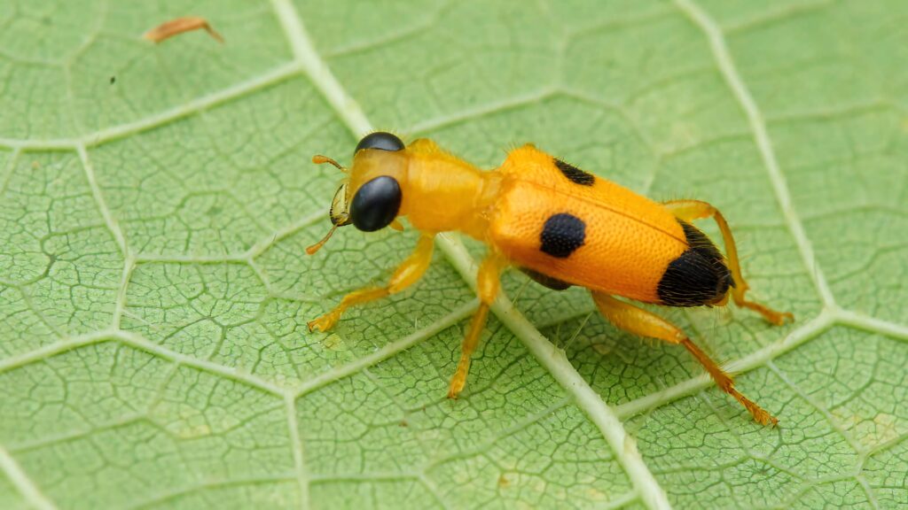 Close-up of vibrant orange and black checkered beetle on textured green leaf veins nature wallpaper
