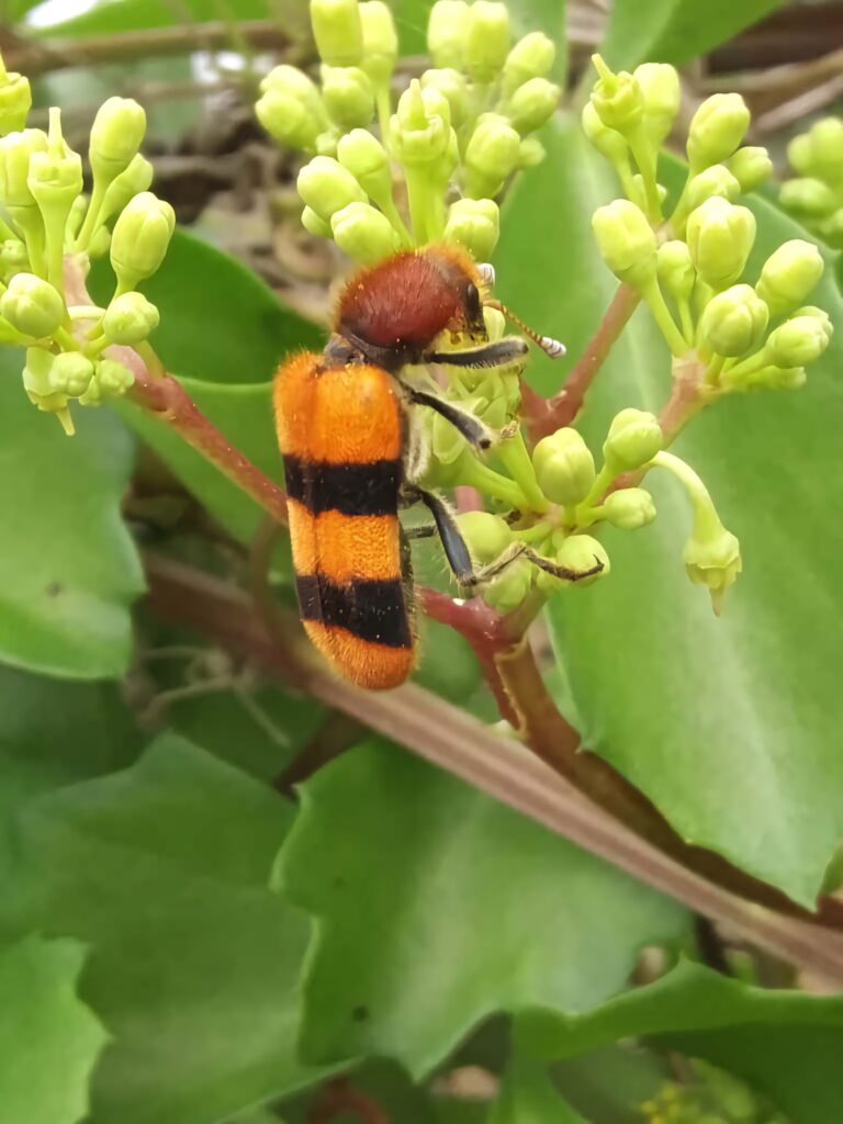 Vibrant orange and black checkered beetle on green plant buds detailed nature wallpaper background