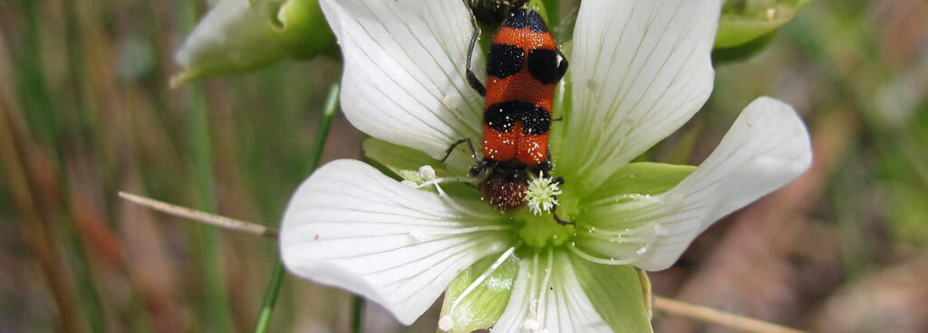 Close-up of vibrant red and black checkered beetle on white flower with green leaves background Wallpaper
